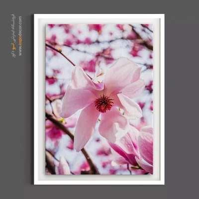 تابلو شکوفه - شکوفه مگنولیا بهاری – تابلو گل - اسپو دکور