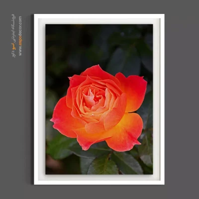 خرید تابلو گل رز - نارنجی – تابلو گل - اسپو دکور