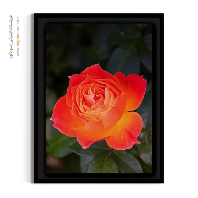 خرید تابلو گل رز - نارنجی – تابلو گل - اسپو دکور
