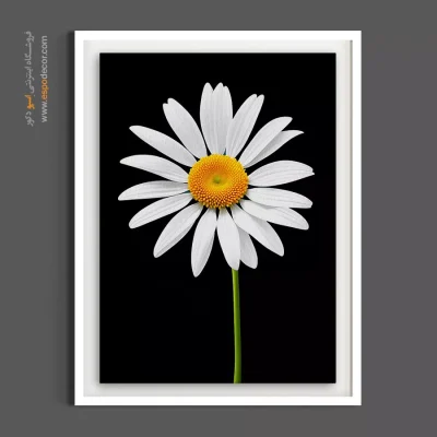 خرید تابلو بابونه - بابونه – تابلو گل - اسپو دکور