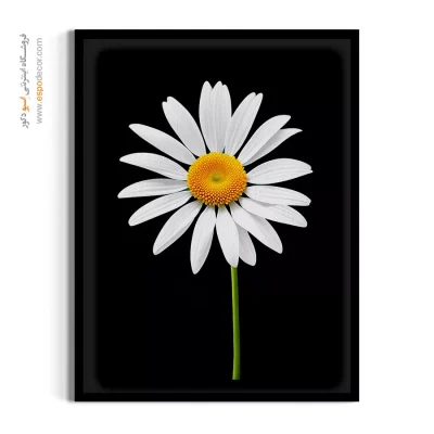 خرید تابلو بابونه - بابونه – تابلو گل - اسپو دکور