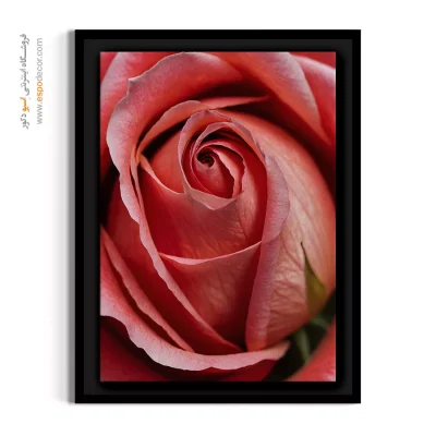 قیمت تابلو دکوراتیو اتاق خواب مستر - غنچه رز صورتی – تابلو گل - اسپو دکور