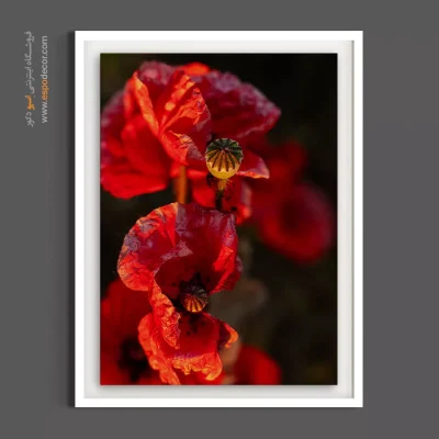 خرید تابلو برای کلینیک‌های مدرن - شقایق در آفتاب – تابلو گل - اسپو دکور