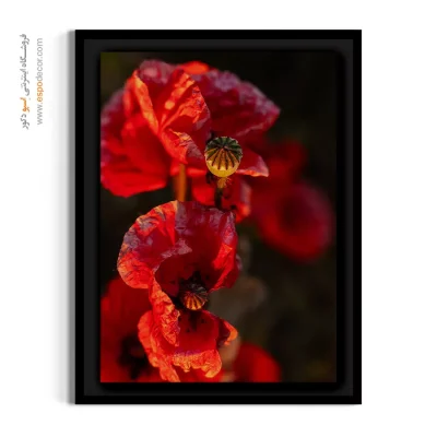 خرید تابلو برای کلینیک‌های مدرن - شقایق در آفتاب – تابلو گل - اسپو دکور