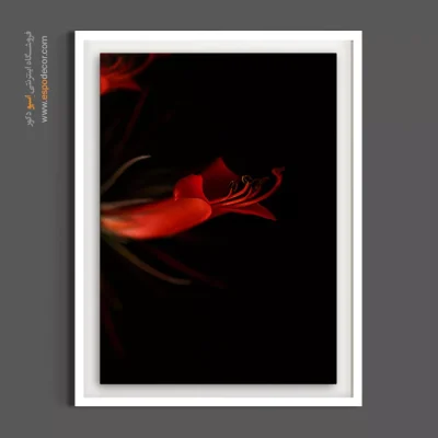 خرید تابلو گل قرمز لوکس - لیلیوم عنکبوتی قرمز – تابلو گل - اسپو دکور