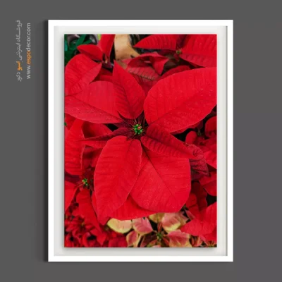 قیمت تابلو دکوراتیو یلدایی و کریسمس - بنت قنسول قرمز – تابلو گل - اسپو دکور