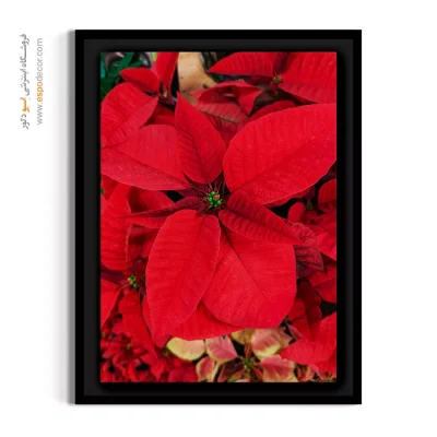 قیمت تابلو دکوراتیو یلدایی و کریسمس - بنت قنسول قرمز – تابلو گل - اسپو دکور