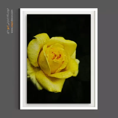 تابلو عکاسی ماکرو - رز زرد با شبنم – تابلو گل - اسپو دکور