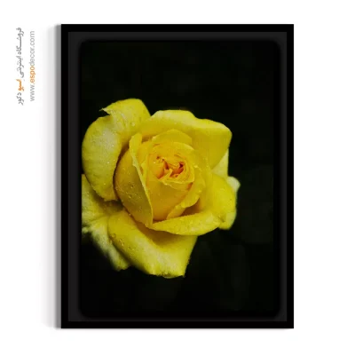تابلو عکاسی ماکرو - رز زرد با شبنم – تابلو گل - اسپو دکور
