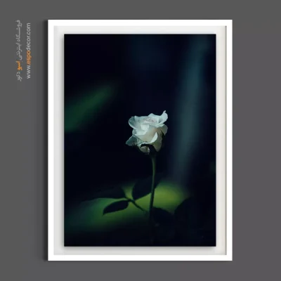 اکسسوری دیواری اتاق خواب - رز سفید – تابلو گل - اسپو دکور