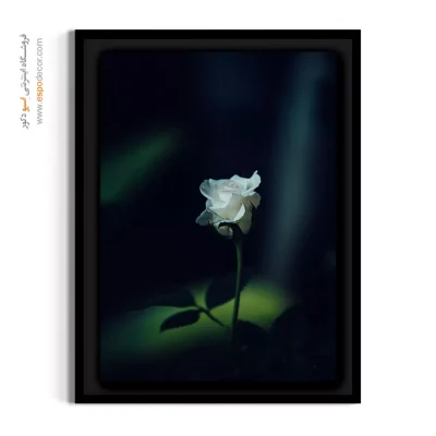 اکسسوری دیواری اتاق خواب - رز سفید – تابلو گل - اسپو دکور