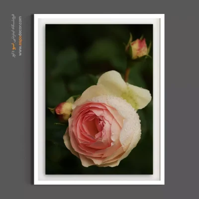 قیمت تابلو دکوراتیو گل - گل رز هلویی – تابلو گل - اسپو دکور