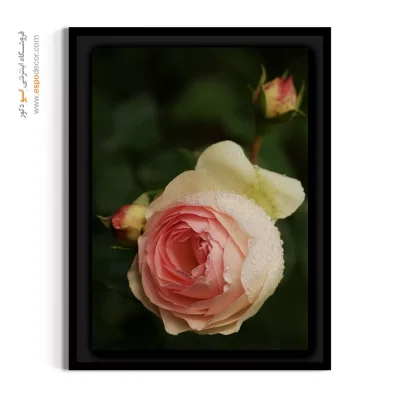 قیمت تابلو دکوراتیو گل - گل رز هلویی – تابلو گل - اسپو دکور