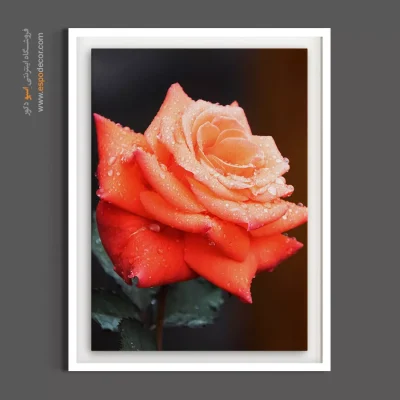 تابلو نقاشی پذیرایی - رز نارنجی با قطرات شبنم – تابلو گل - اسپو دکور