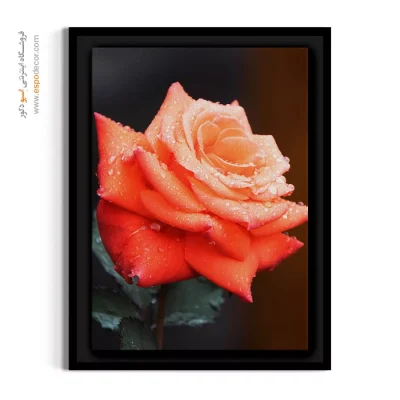 تابلو نقاشی پذیرایی - رز نارنجی با قطرات شبنم – تابلو گل - اسپو دکور