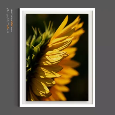 قیمت تابلو دکوراتیو زرد - آفتابگردان – تابلو گل - اسپو دکور