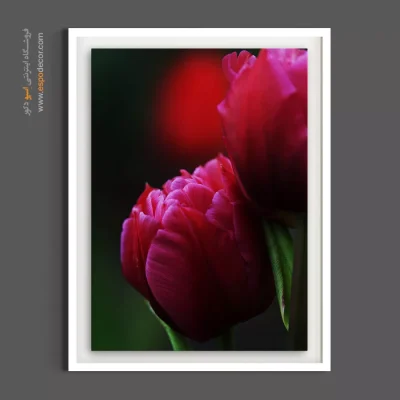 تابلو لوکس - لاله – تابلو گل - اسپو دکور