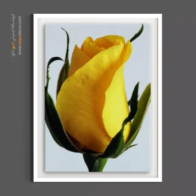 تابلو عکاسی ماکرو غنچه - غنچه رز زرد – تابلو گل - اسپو دکور