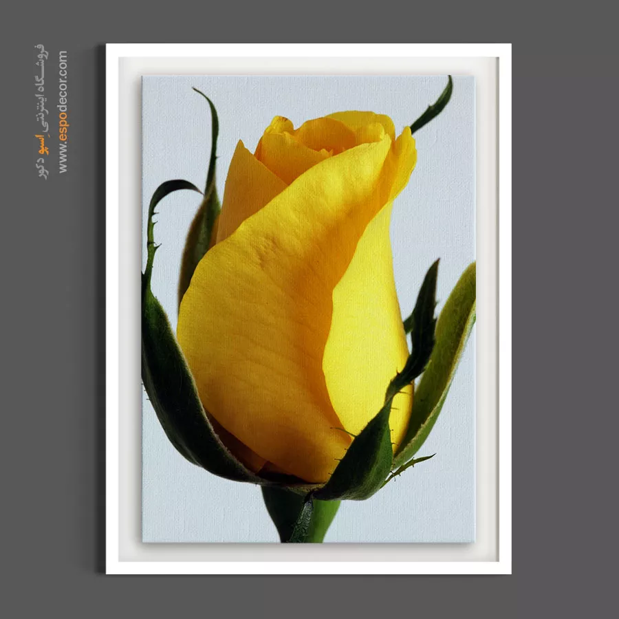 تابلو عکاسی ماکرو غنچه - غنچه رز زرد – تابلو گل - اسپو دکور