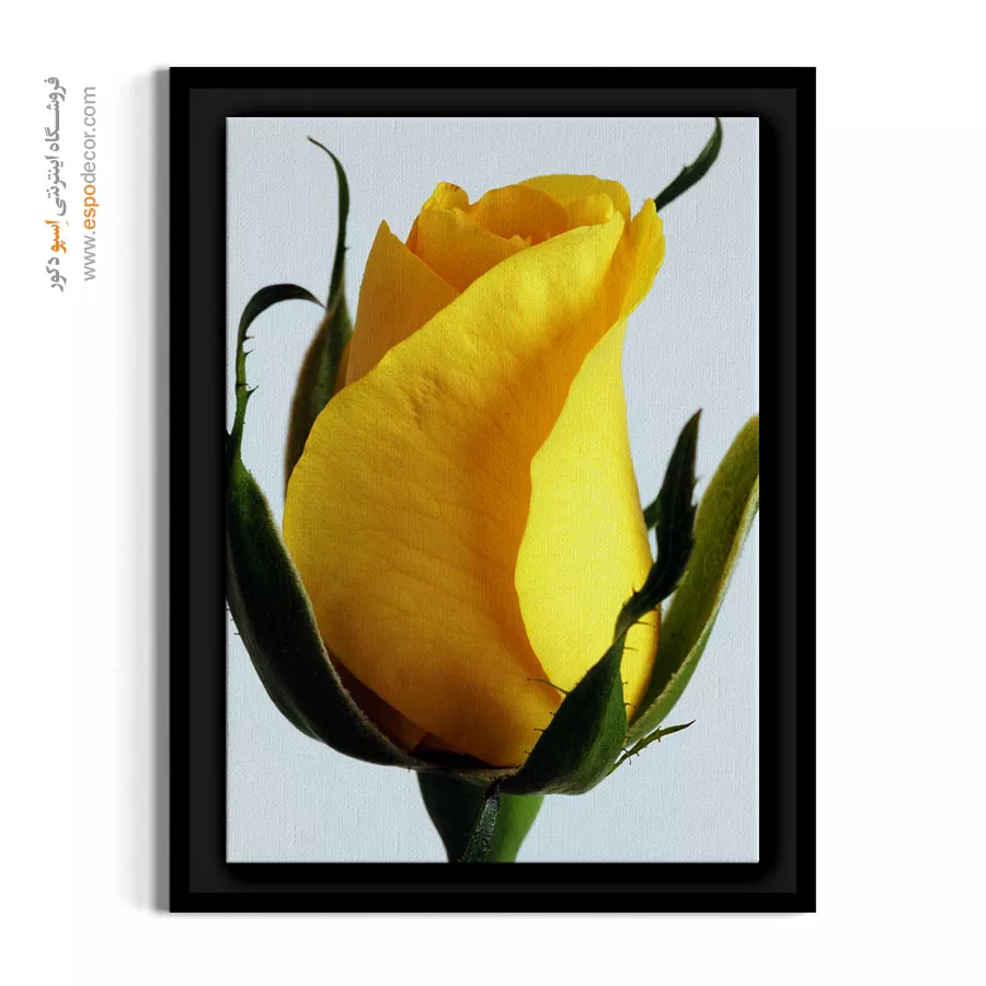 تابلو عکاسی ماکرو غنچه - غنچه رز زرد – تابلو گل - اسپو دکور