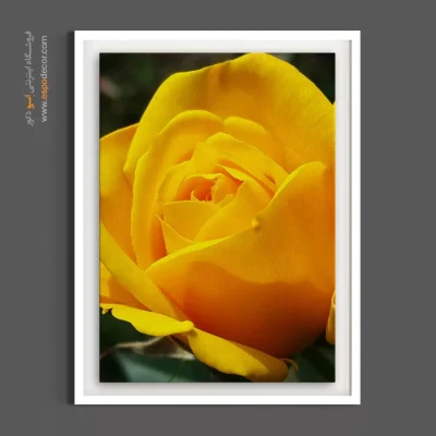 تابلو بوم با رنگ گرم - رز زرد شکوفا – تابلو گل - اسپو دکور