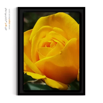 تابلو بوم با رنگ گرم - رز زرد شکوفا – تابلو گل - اسپو دکور