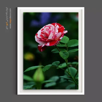 تابلو عکاسی طبیعت - رز ابر و باد – تابلو گل - اسپو دکور