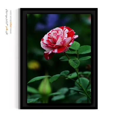 تابلو عکاسی طبیعت - رز ابر و باد – تابلو گل - اسپو دکور
