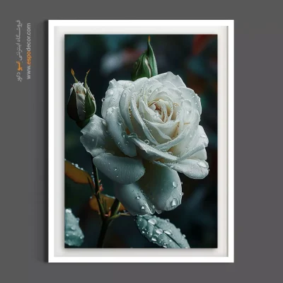 تابلو مدرن با رنگ سفید - رز سفید شبنمی – تابلو گل - اسپو دکور