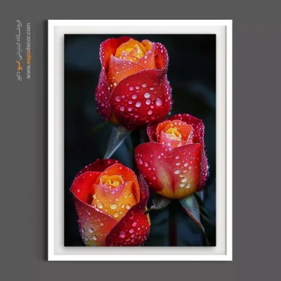 تابلو فضای اداری لوکس - رز دورنگ – تابلو گل - اسپو دکور