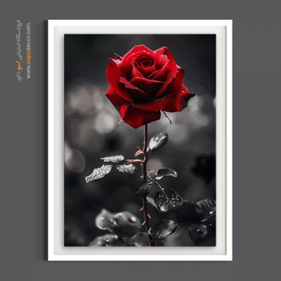 هدیه عاشقانه - تک‌رز قرمز دراماتیک – تابلو گل - اسپو دکور