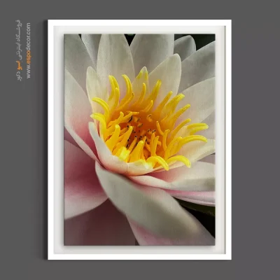 تابلو دکوراتیو سفید و زرد - نیلوفر آبی سپید – تابلو گل - اسپو دکور