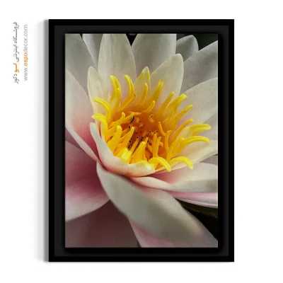 تابلو دکوراتیو سفید و زرد - نیلوفر آبی سپید – تابلو گل - اسپو دکور