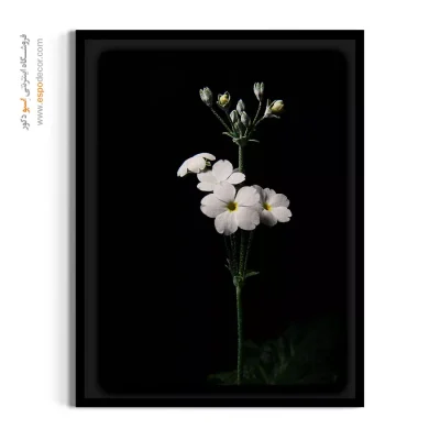 تابلو برای مطب پزشکان - شکوفه سپید – تابلو گل - اسپو دکور