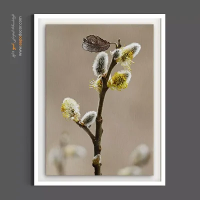 خرید تابلو عکاسی طبیعت - بید گربه‌ ای – تابلو گل - اسپو دکور