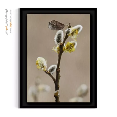 خرید تابلو عکاسی طبیعت - بید گربه‌ ای – تابلو گل - اسپو دکور