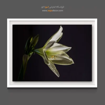 دکوراسیون شیک و مدرن - آمارلیس سفید – تابلو گل - اسپو دکور