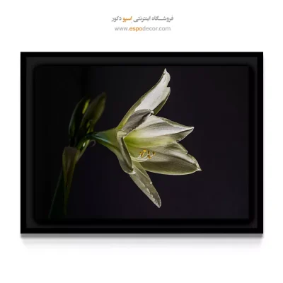 دکوراسیون شیک و مدرن - آمارلیس سفید – تابلو گل - اسپو دکور