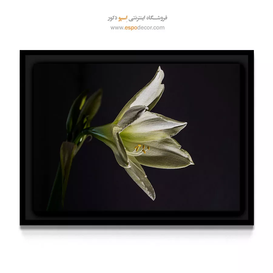 دکوراسیون شیک و مدرن - آمارلیس سفید – تابلو گل - اسپو دکور