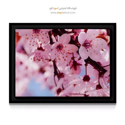 خرید تابلو دکوراتیو شکوفه گیلاس - ساکورا درخشان – تابلو گل - اسپو دکور