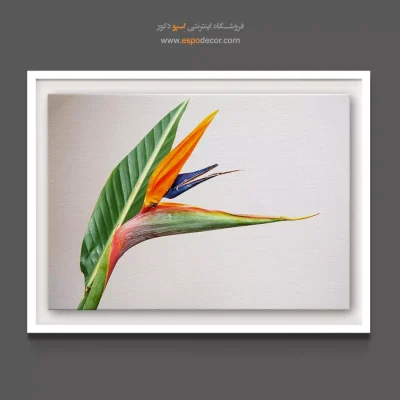 خرید تابلو دکوراتیو پرنده بهشتی - گل پرنده بهشتی – تابلو گل - اسپو دکور