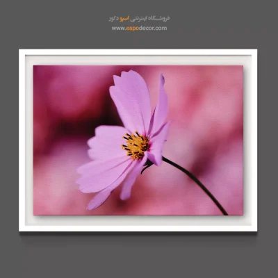 تابلو دکوراتیو صورتی - گل کیهان صورتی – تابلو گل - اسپو دکور