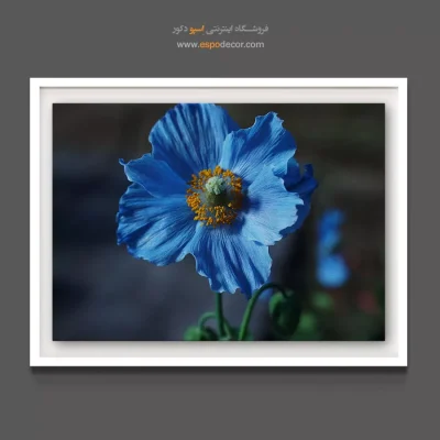 خرید تابلو دکوراتیو آبی - شقایق آبی هیمالیا – تابلو گل - اسپو دکور