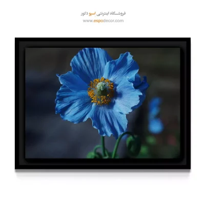 خرید تابلو دکوراتیو آبی - شقایق آبی هیمالیا – تابلو گل - اسپو دکور