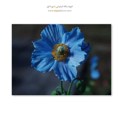 تابلو گل