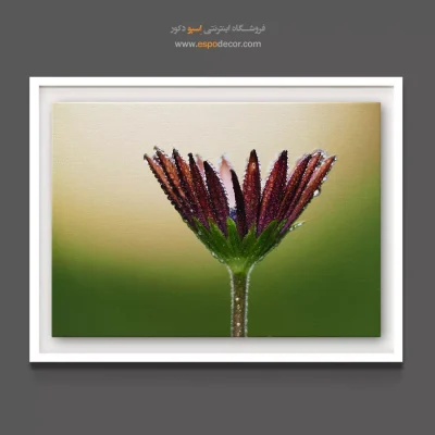 خرید تابلو برای باشگاه یوگا - گل بابونه – تابلو گل - اسپو دکور