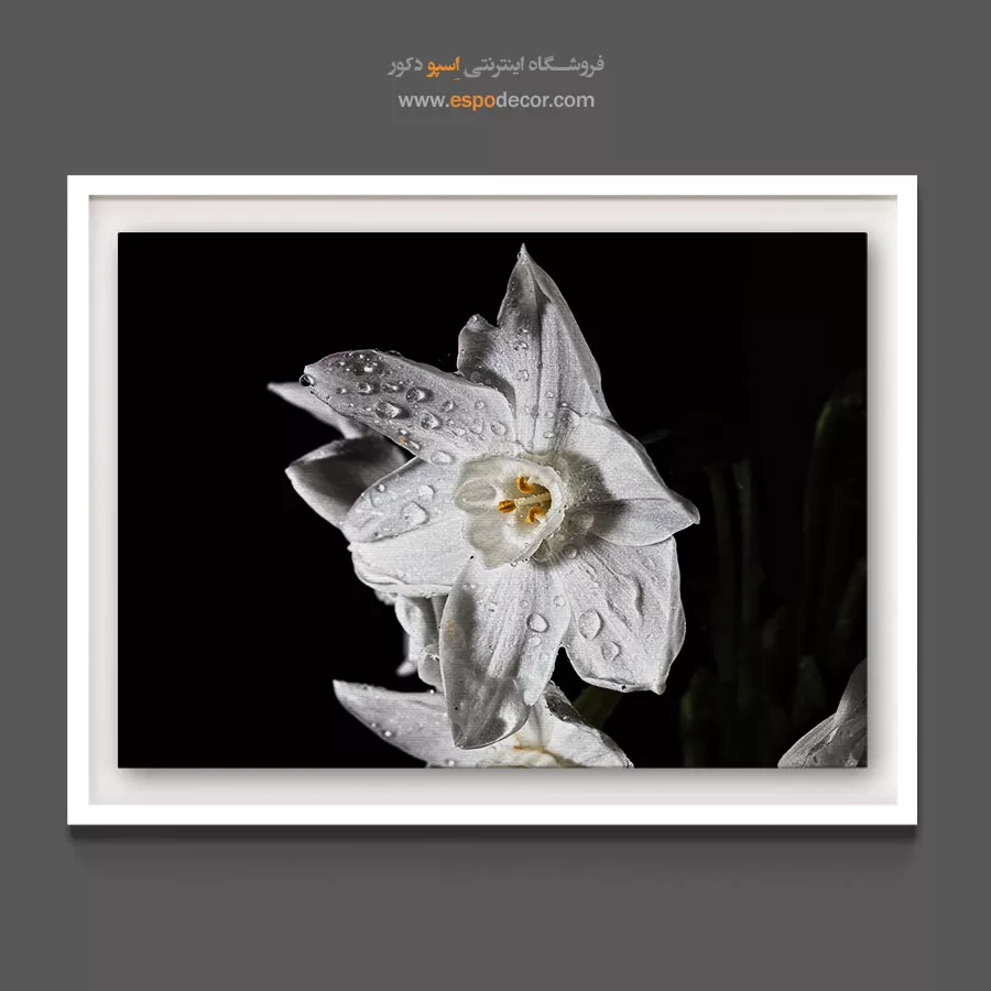 خرید تابلو لابی هتل - نرگس سفید – تابلو گل - اسپو دکور