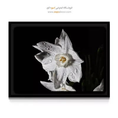 خرید تابلو لابی هتل - نرگس سفید – تابلو گل - اسپو دکور