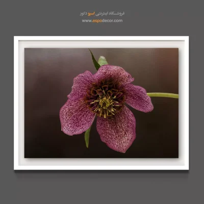 خرید تابلو دکوراتیو گل - رُزکریسمس – تابلو گل - اسپو دکور