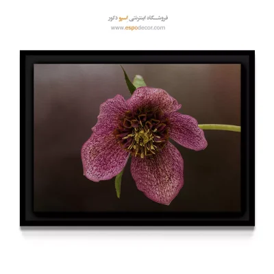 خرید تابلو دکوراتیو گل - رُزکریسمس – تابلو گل - اسپو دکور